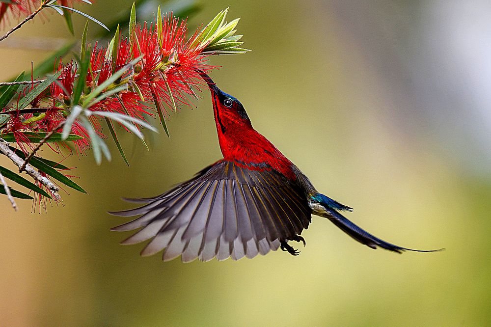 CRIMSON SUNBIRD IN ACTION