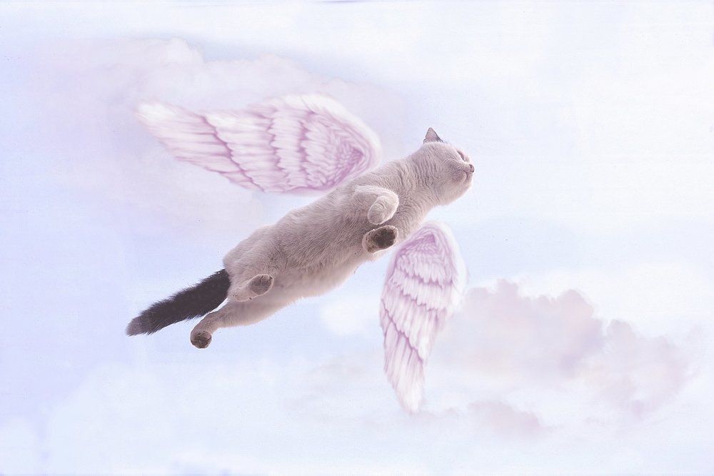 My flying cat