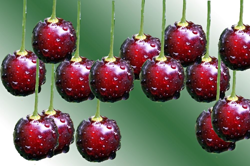 Вишенка после настоящего дождя