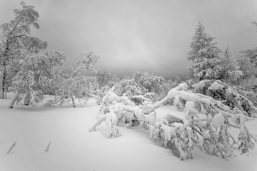 Перед бурей