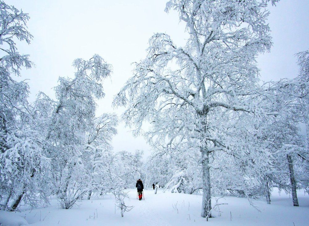 Тропою через зиму