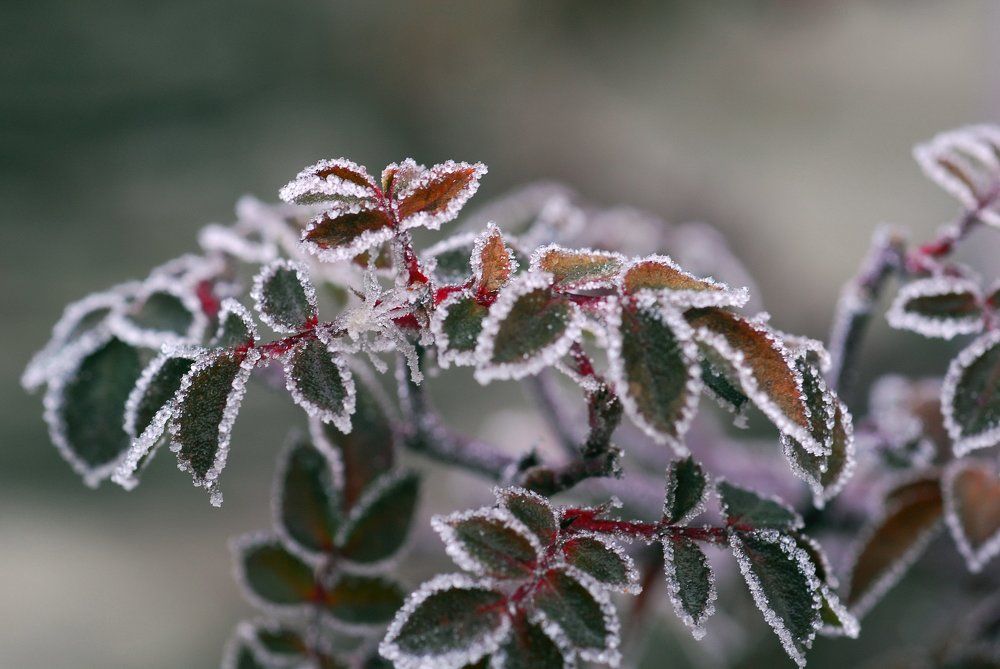 Словно мишура