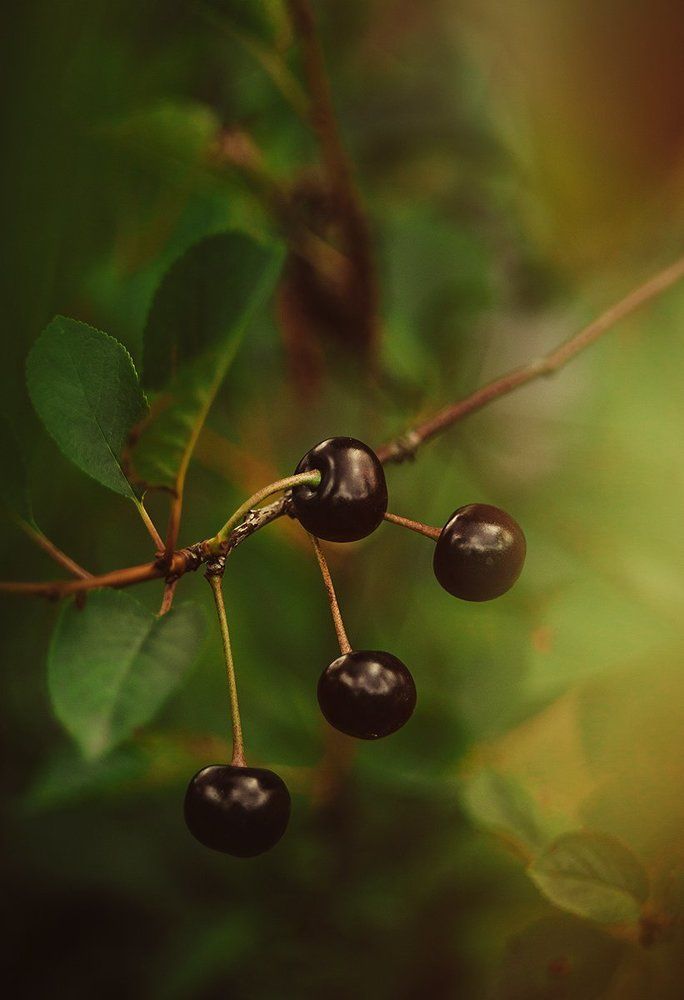 Photograph by Чернякова Анна