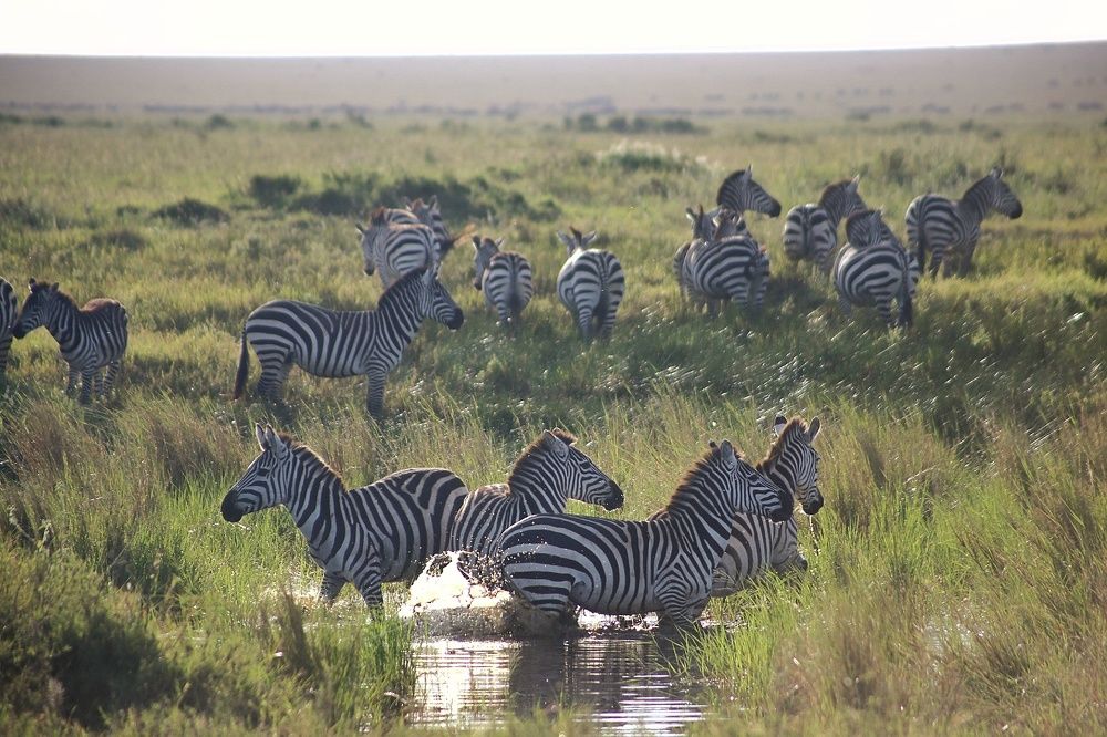 Zebra Crossing