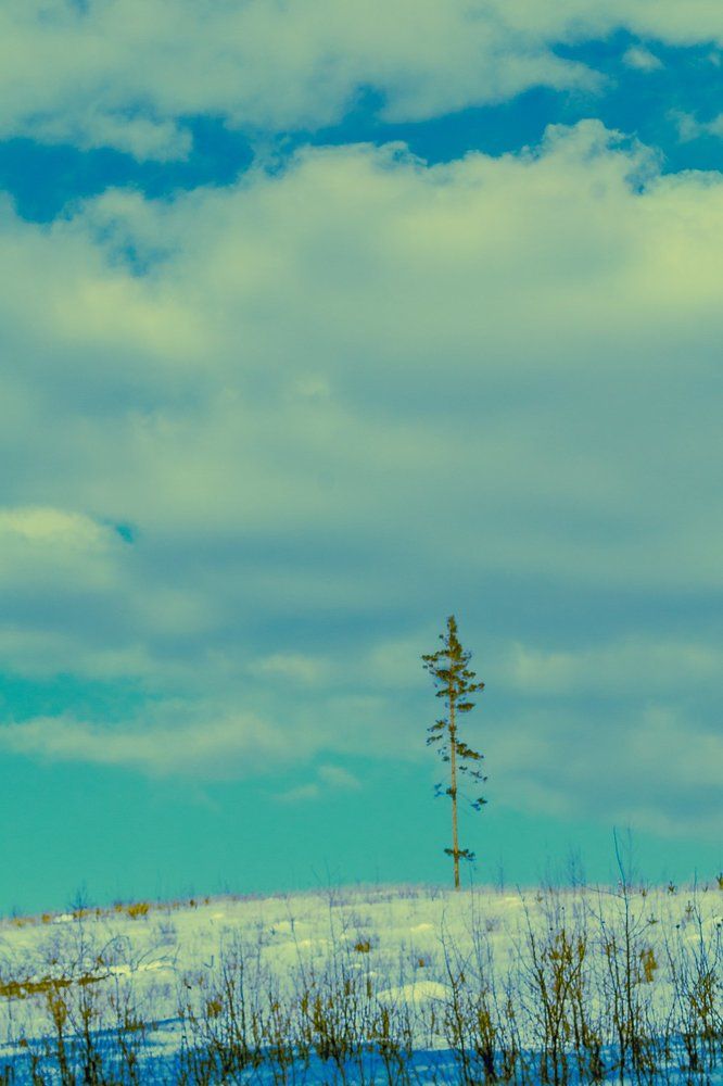 Одинокая сосна