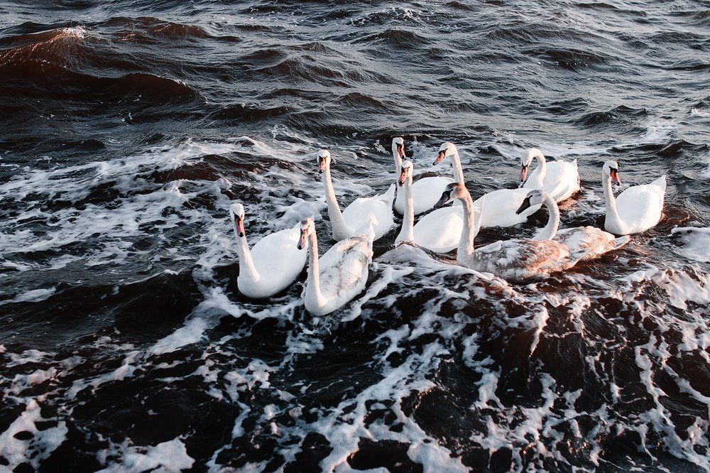 Лебеди зимой