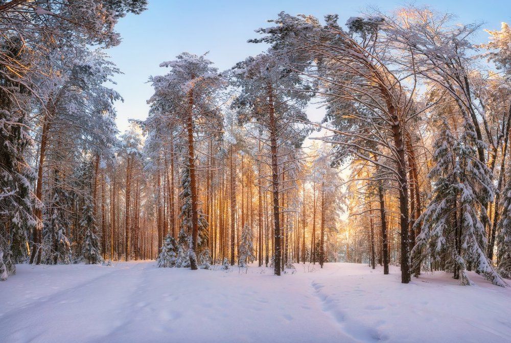 «Зима в лесу»