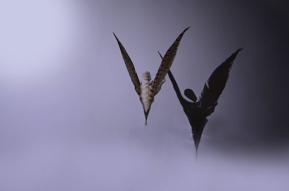 Приближаясь к свету