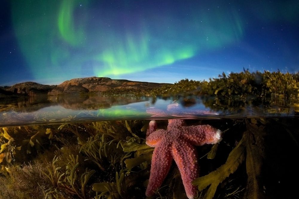 Звезда севера