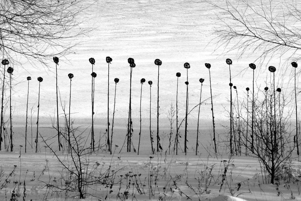 Подсолнухи