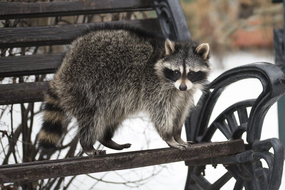 Крошка Енот