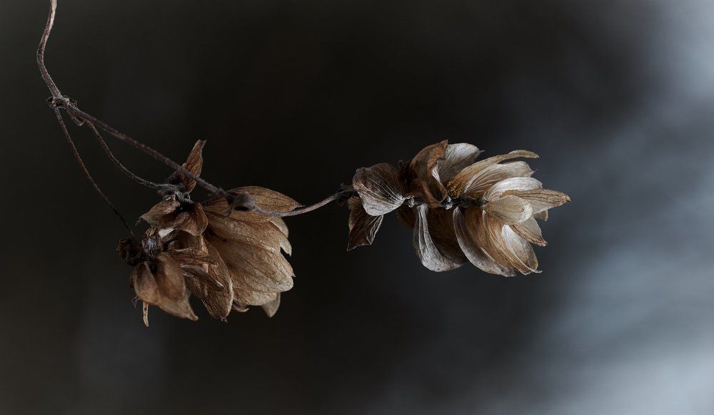 "Зимний хмель"