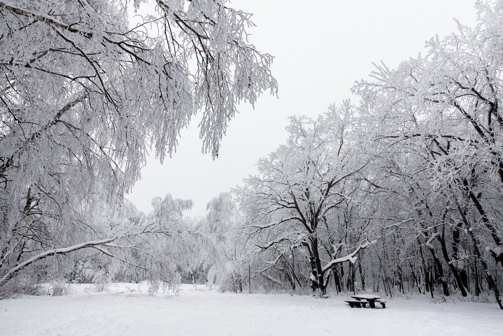 Черно-белая зима