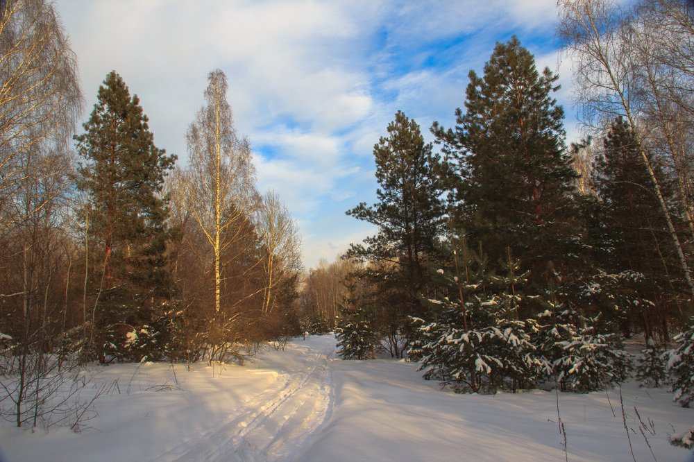 В февральском лесу.