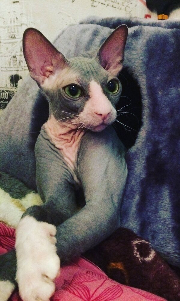 Котик проснулся
