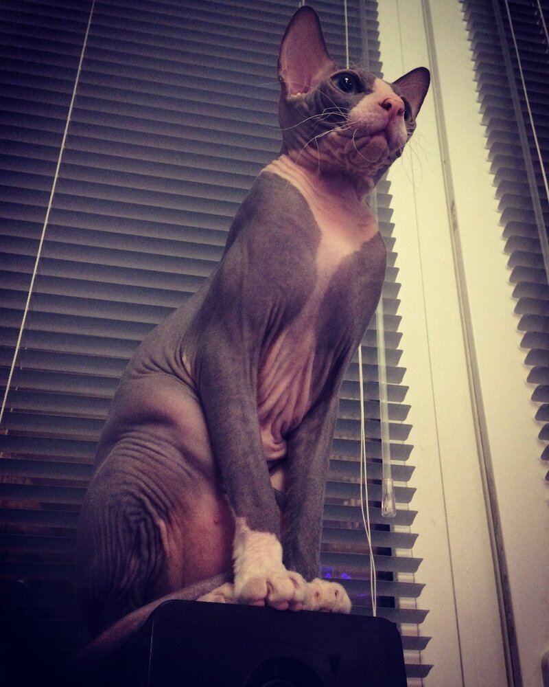 Мистер кот