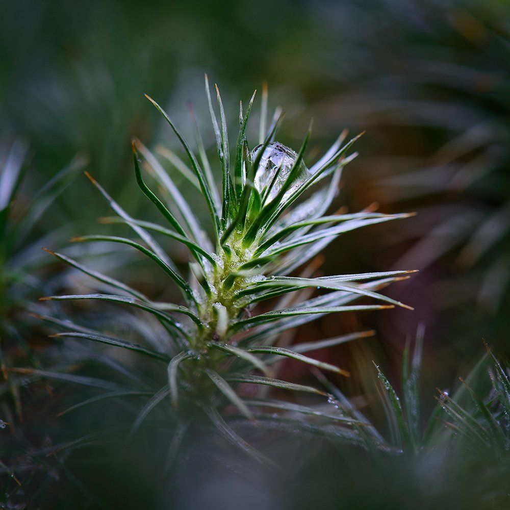 Утренние капли льда
