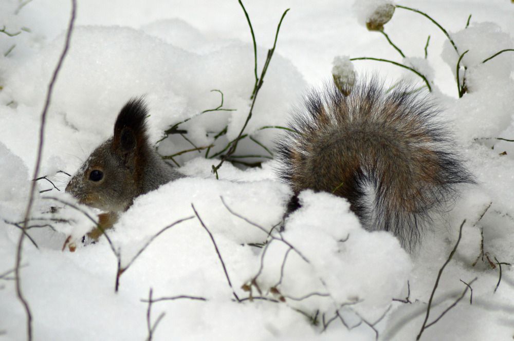 Снежная белка