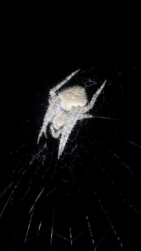Dangerous spider
