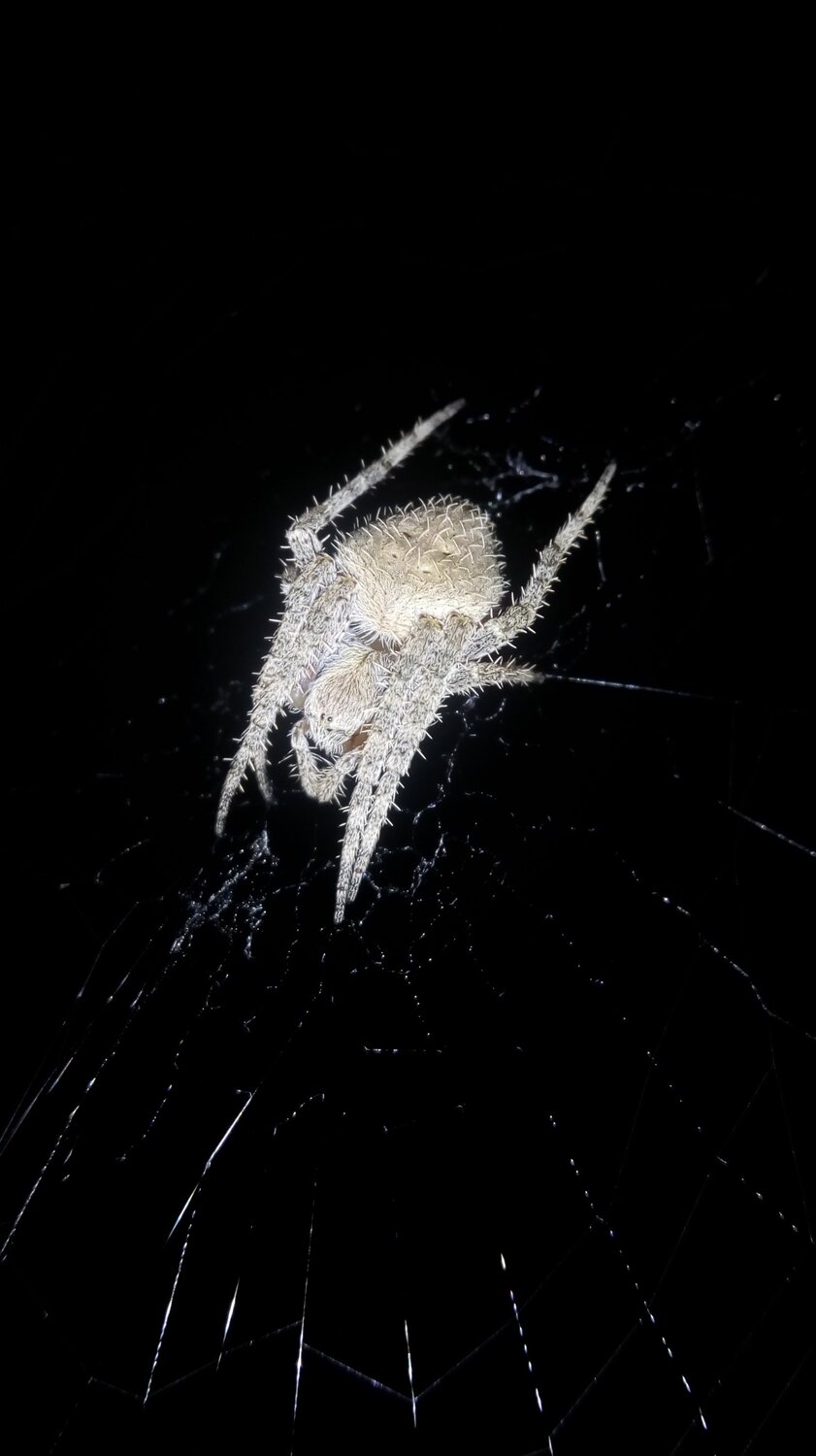 Dangerous spider