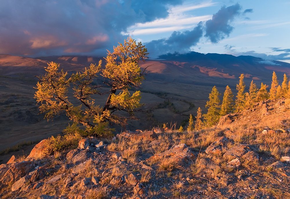 Про золото Курая