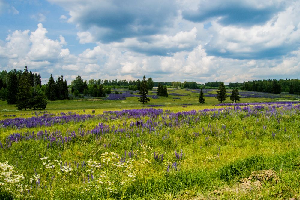 Люпиновое поле