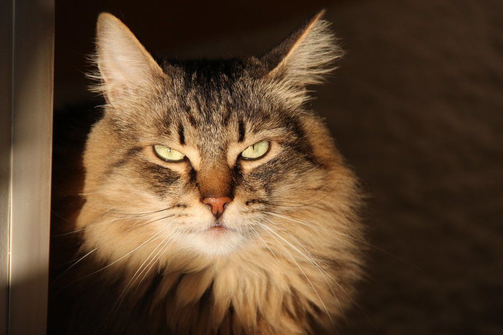 домашний зверь