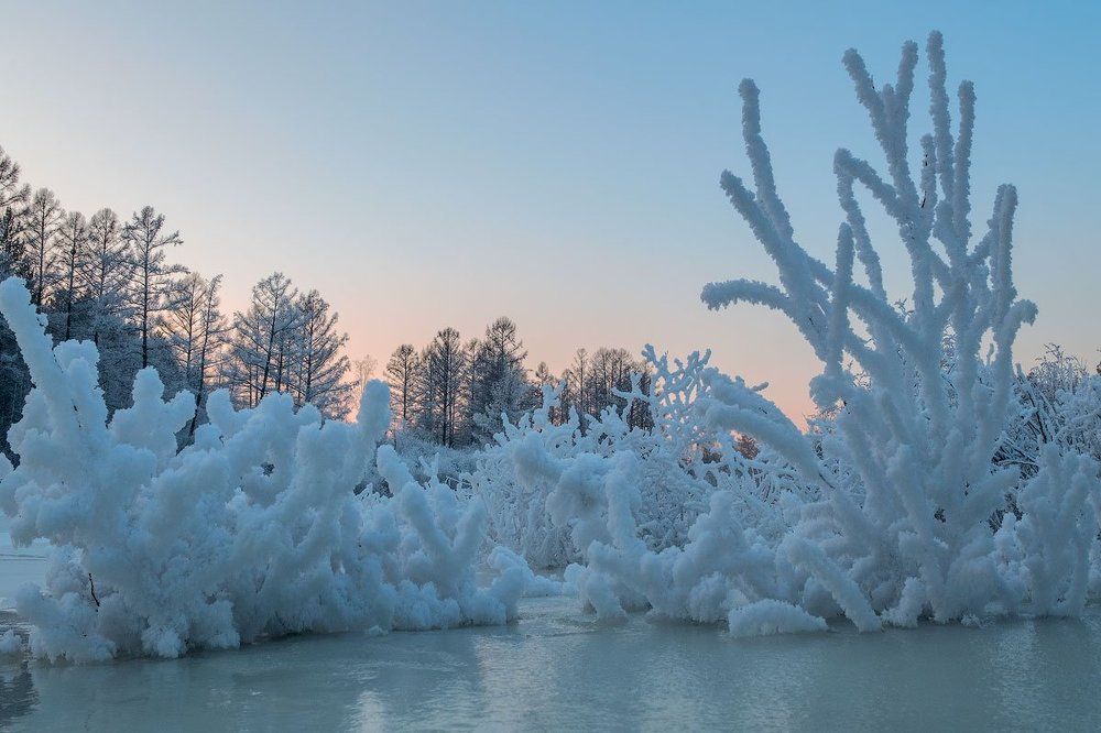 Январские кораллы
