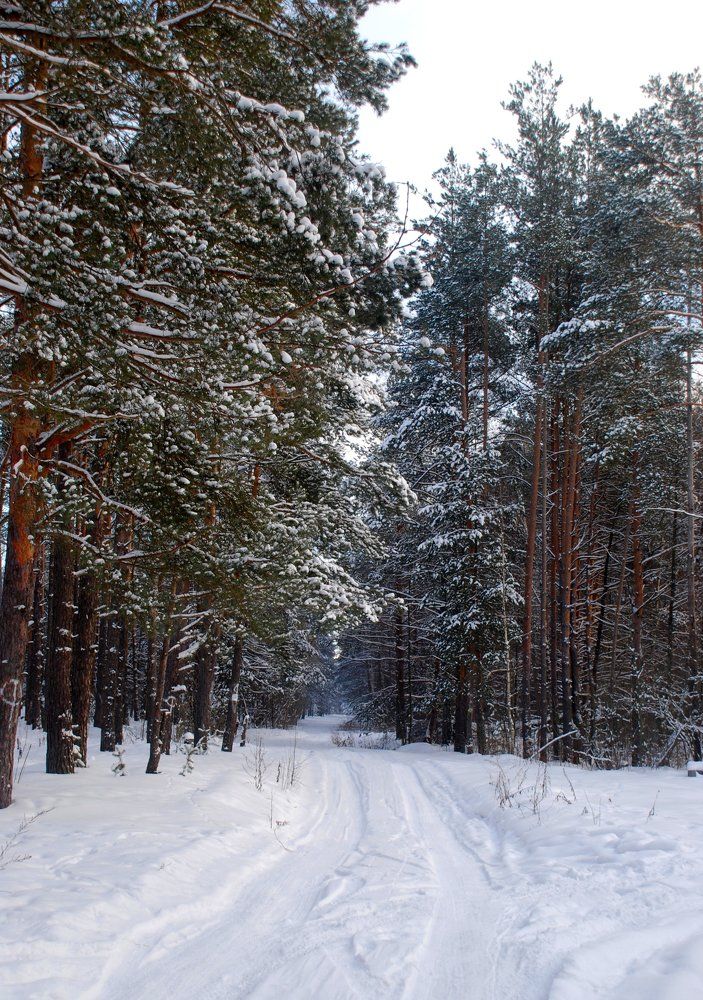 Зимний Лес.