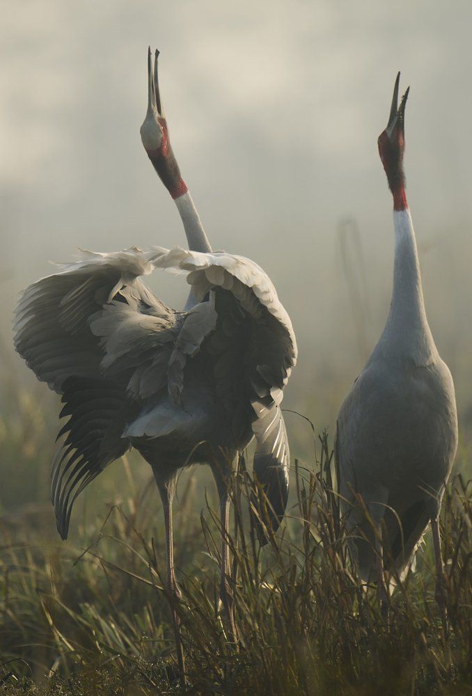 Nature of sarus crane