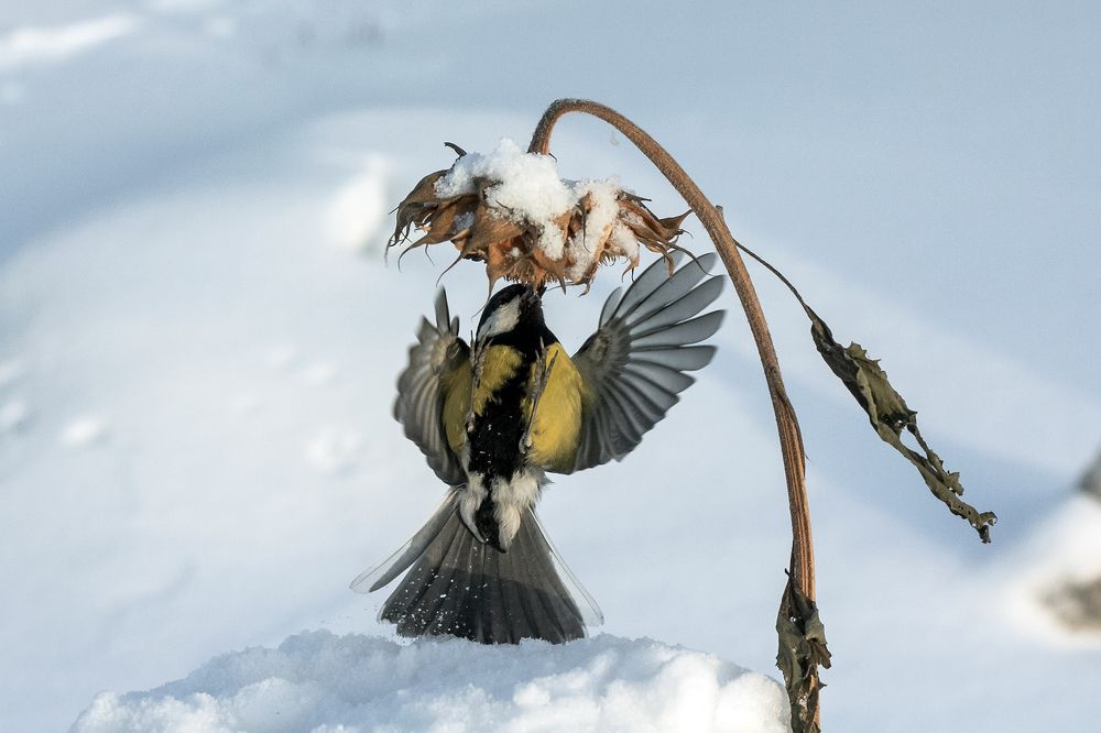Декабрьский подсолнух