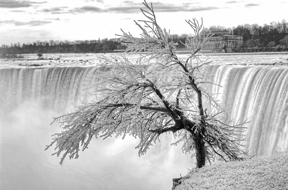 Одинокое дерево на фоне Ниагарского водопада