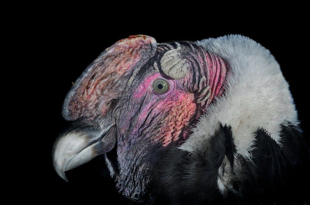 Величие птицы.