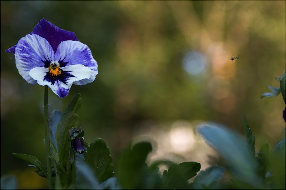 Воздушный акробат