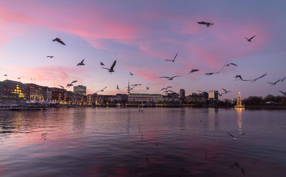 Чайки в Гамбурге