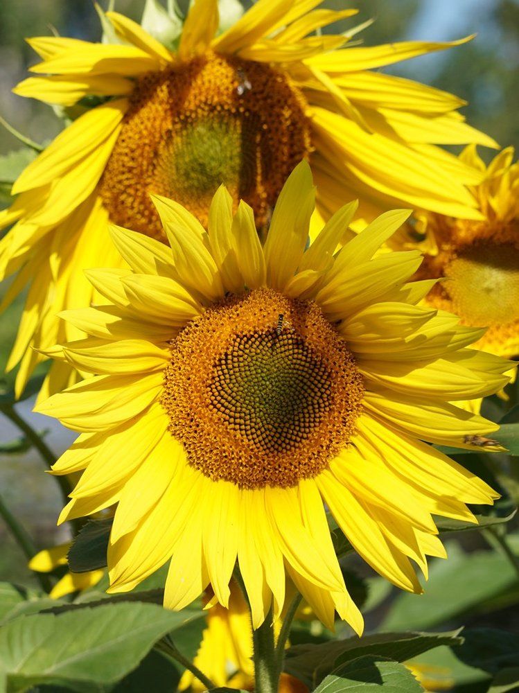 Подсолнухи и пчелы