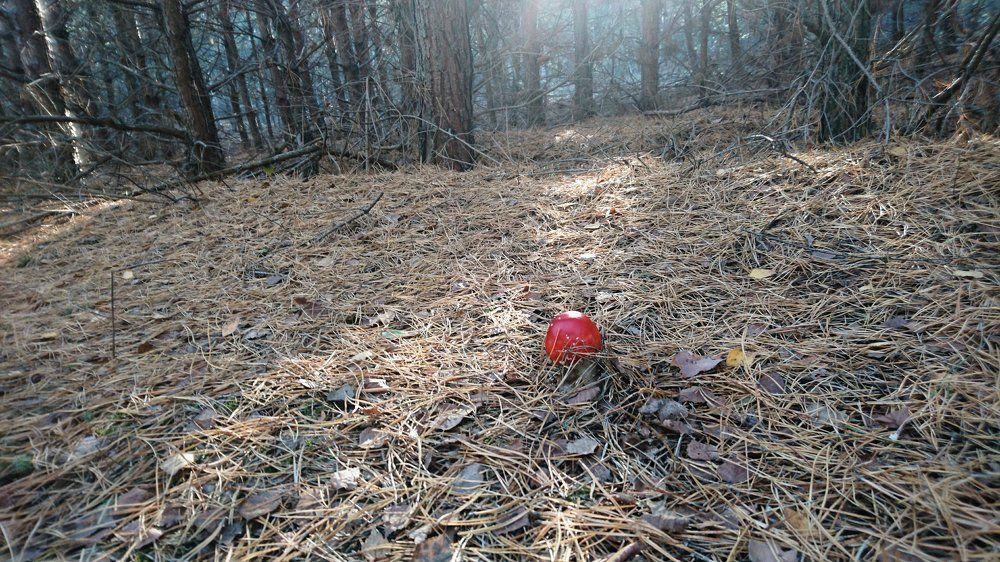 Мухомор