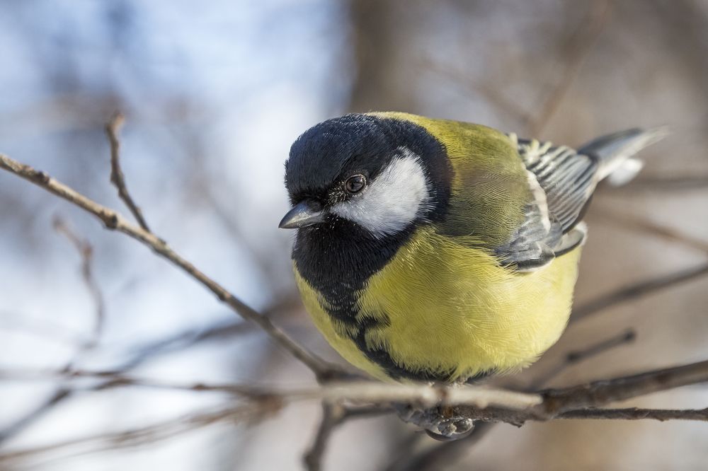 Любопытный