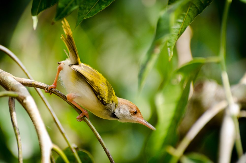 Птичий серфинг