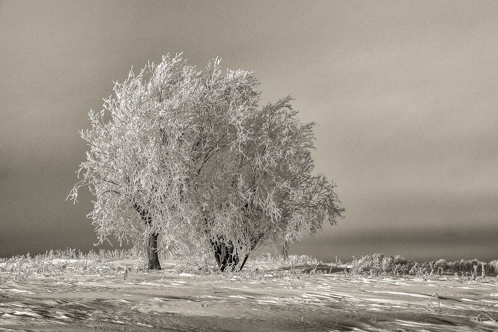 Морозным утром