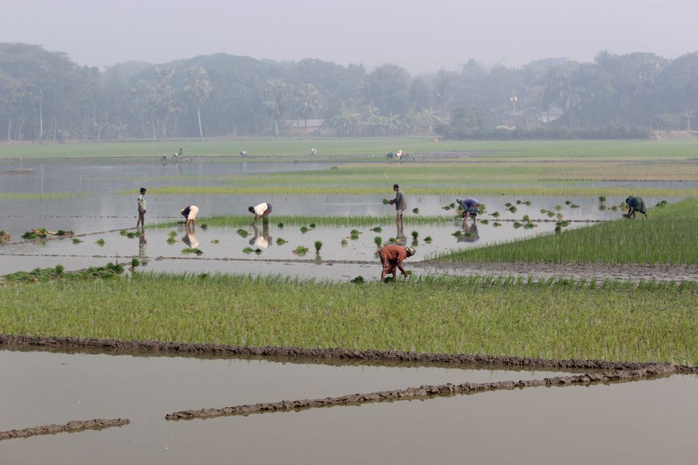 working in paddyfield