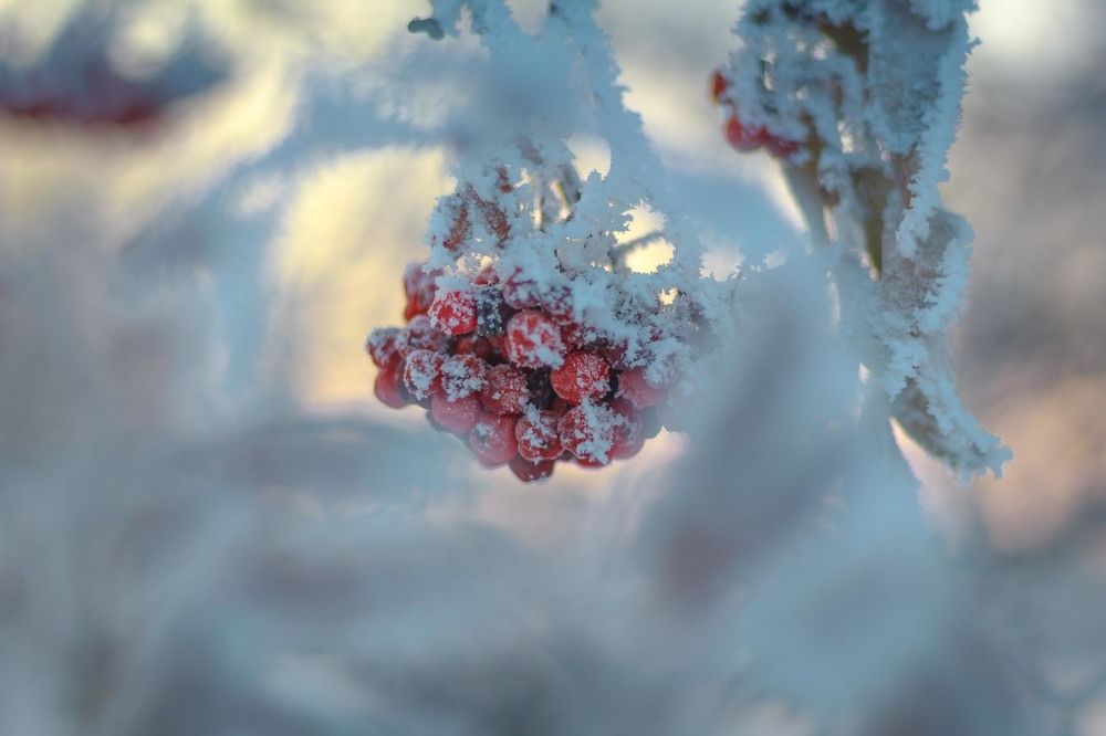 Frozen rowan