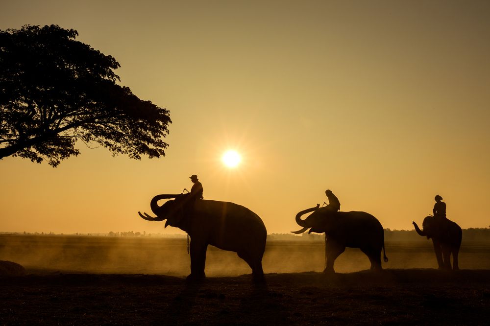 Elephant and mahout are walking in dawn