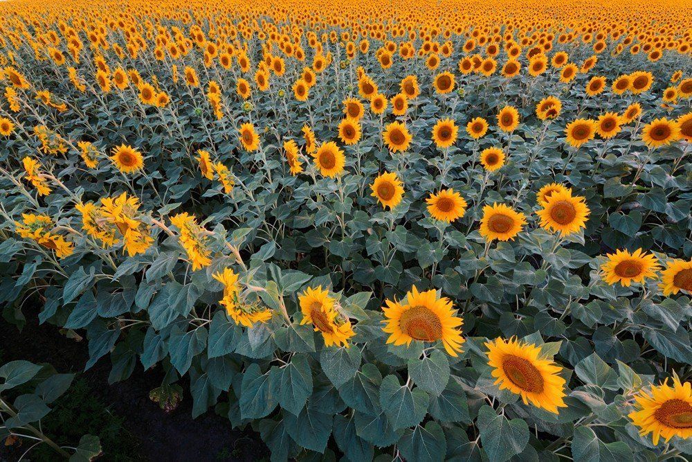 Sunflowers