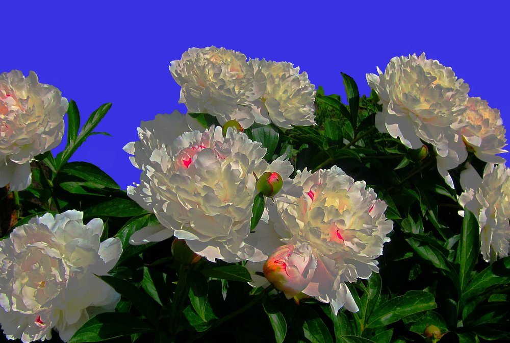 Солнечные пионы