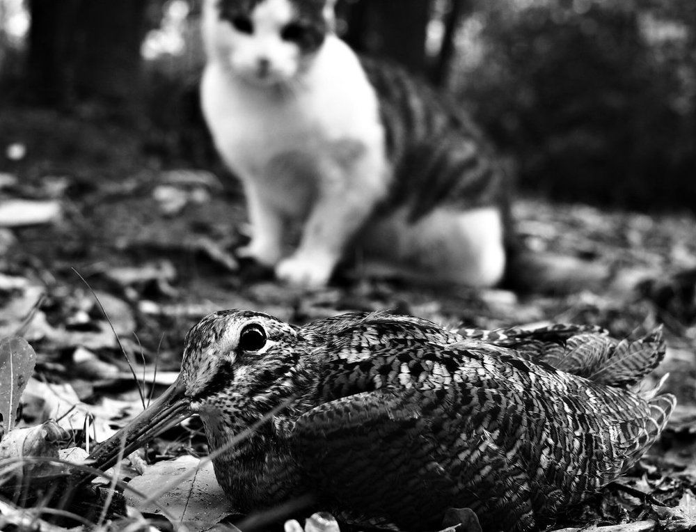 "Поймай меня , если сможешь!"