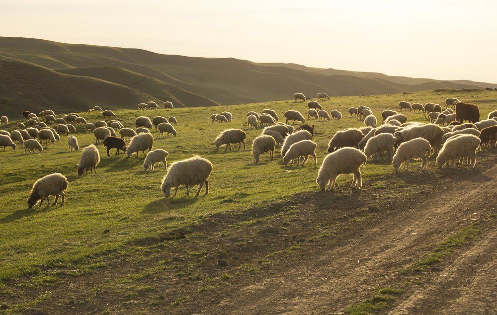 Светящиеся овечки.
