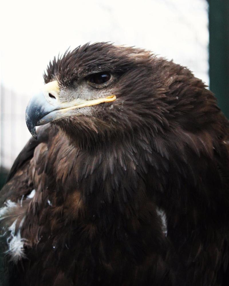 орлиный  взгляд