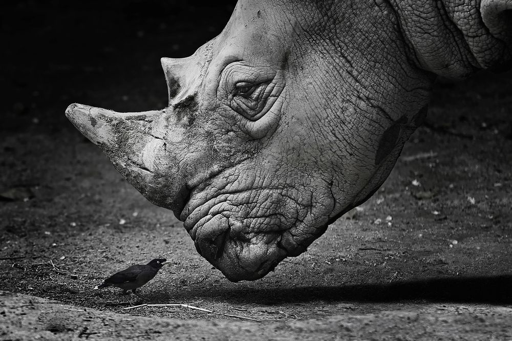 В мире животных