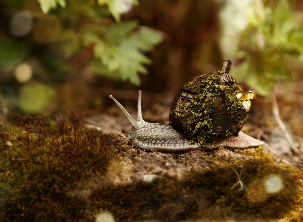 Свой дом везу я на спине